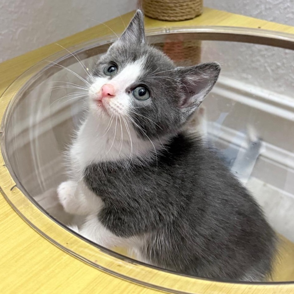 Kimchi, adopted, Young Female Domestic Short Hair.