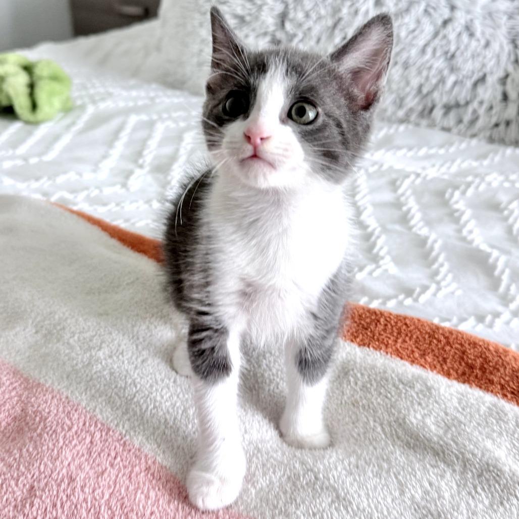 Enlarge Kimchi, an adopted Domestic Short Hair in Parkland, FL image 4/5