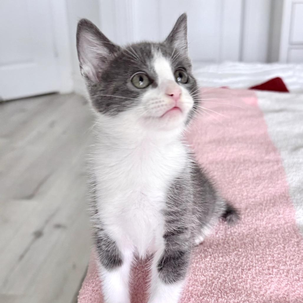 Enlarge Kimchi, an adopted Domestic Short Hair in Parkland, FL image 2/5