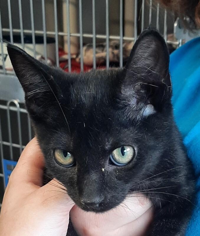 Enlarge Dr. Pepper, a Adoptable Domestic Short Hair in Georgetown, OH image 1/1