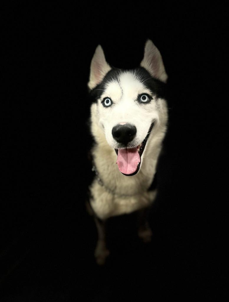 Loki, Adoptable, Adult Male Husky.