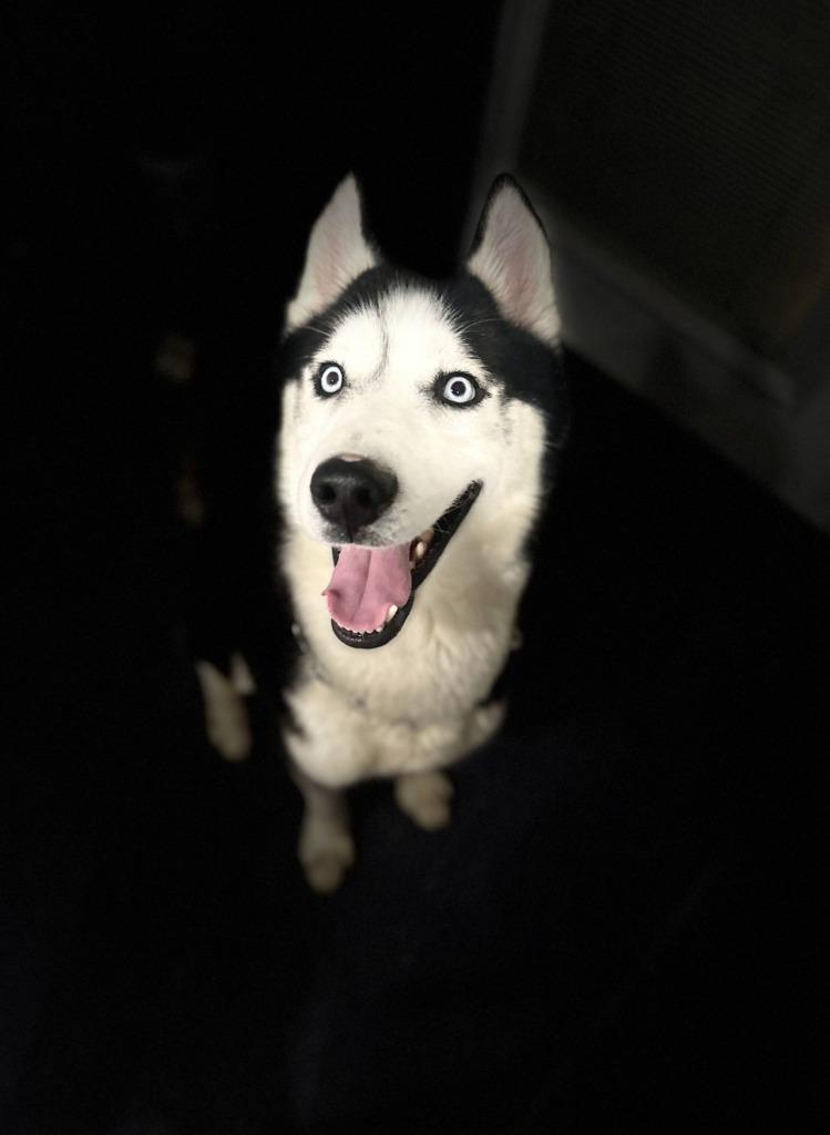 Enlarge Loki, a Adoptable Husky in Walnutport, PA image 2/3