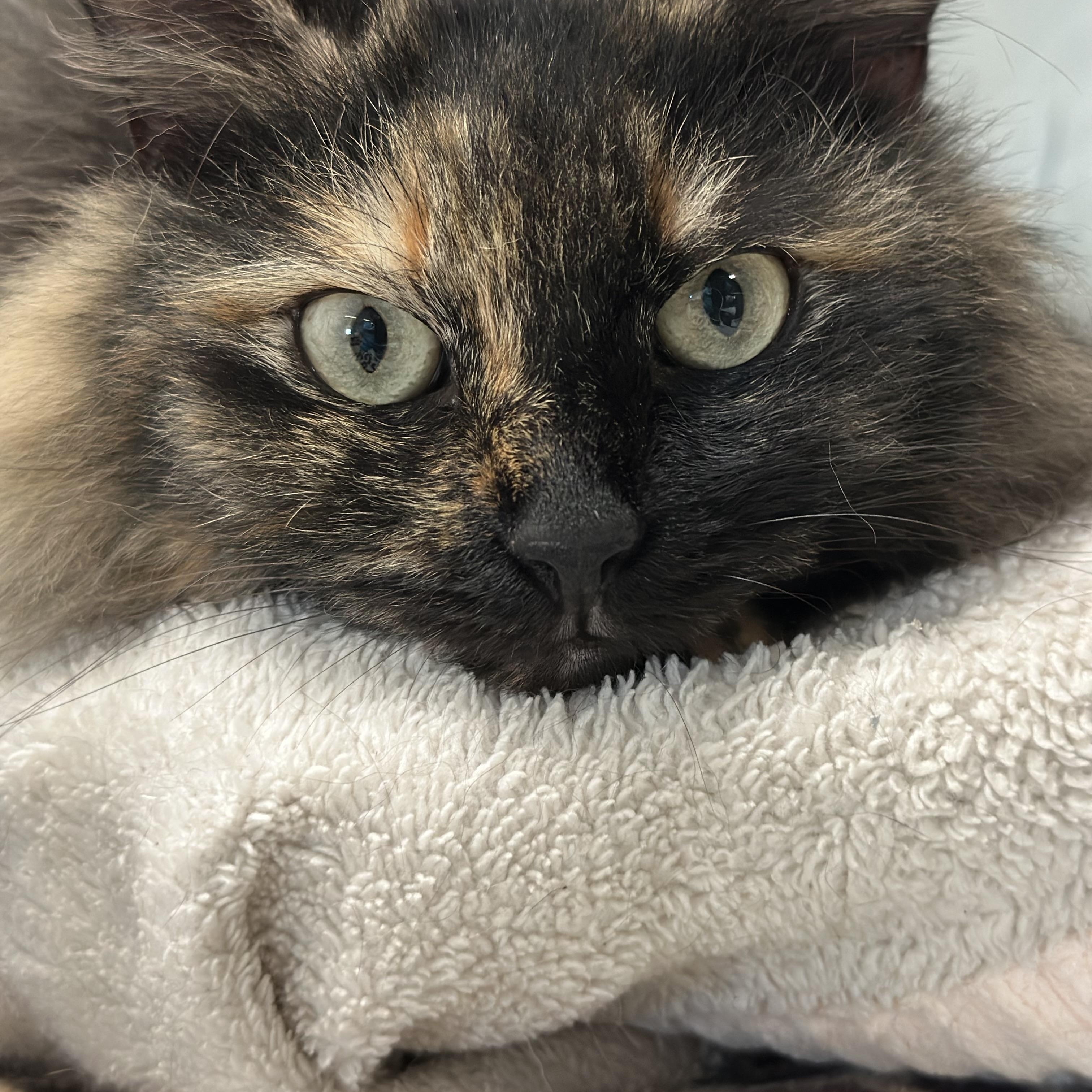 Autumn, a ADOPTABLE Domestic Long Hair in New Port Richey, FL image 3/3