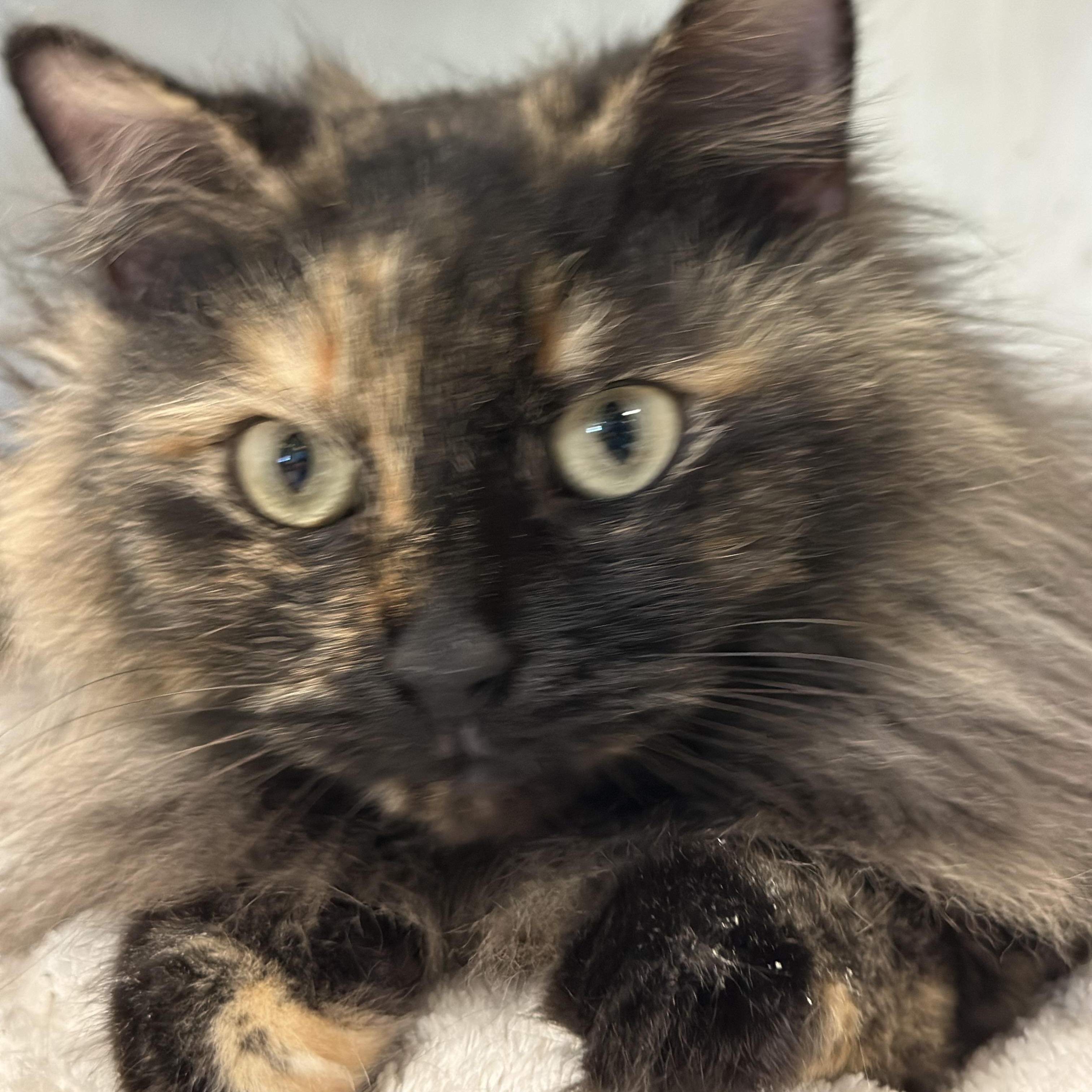Autumn, a ADOPTABLE Domestic Long Hair in New Port Richey, FL image 2/3