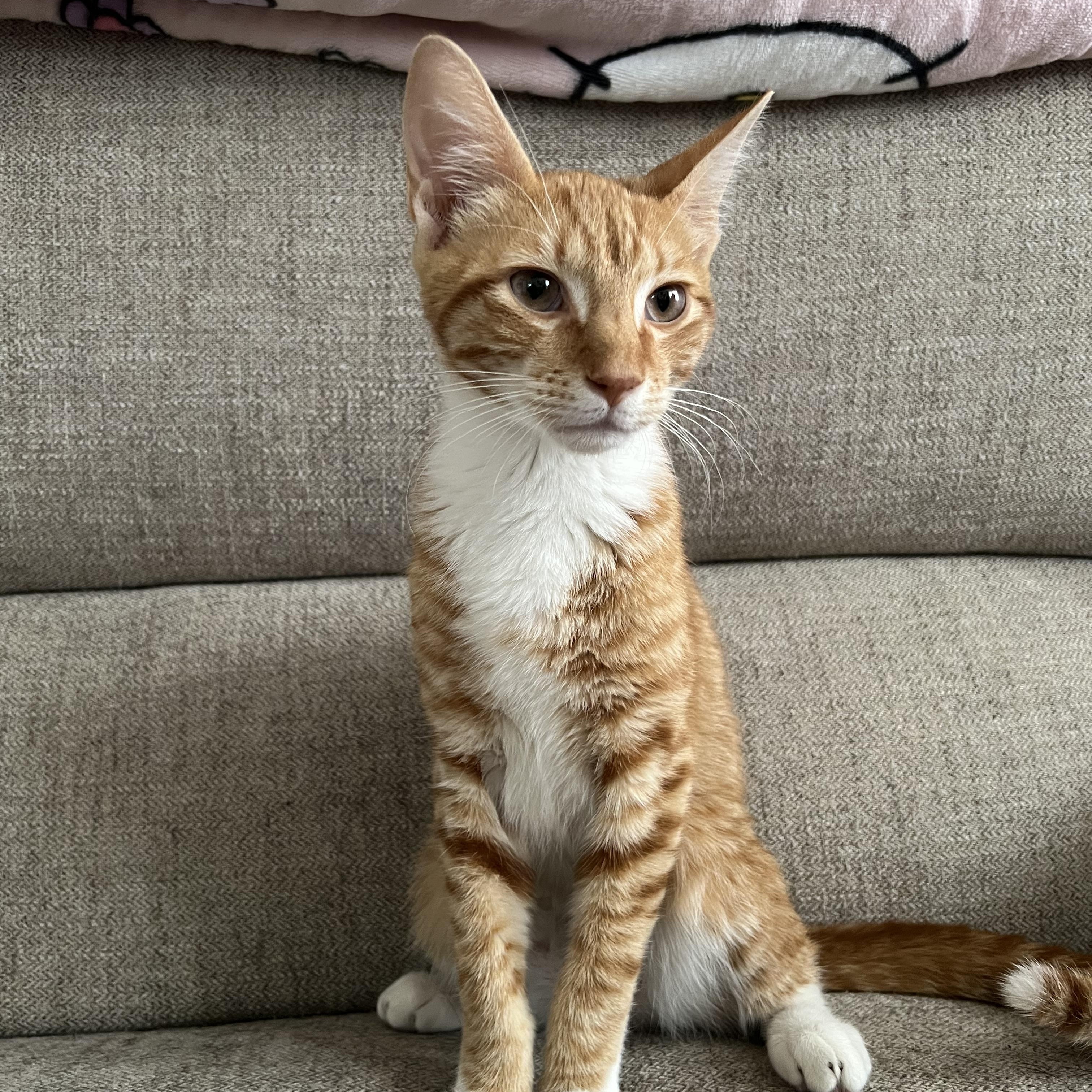 Simon