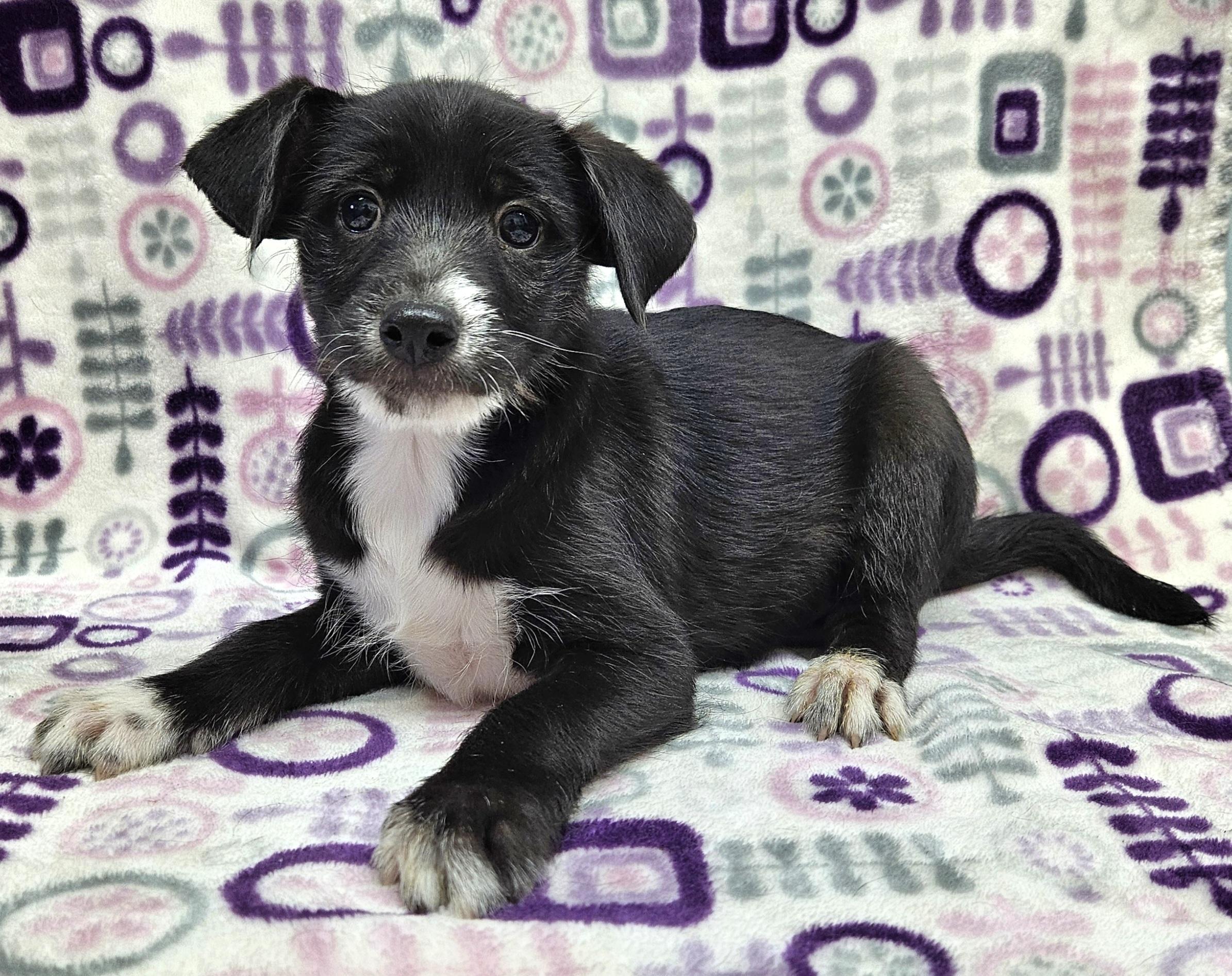 Enlarge Lilly Rose, a Adoptable mixed breed in Los Angeles, CA image 2/2
