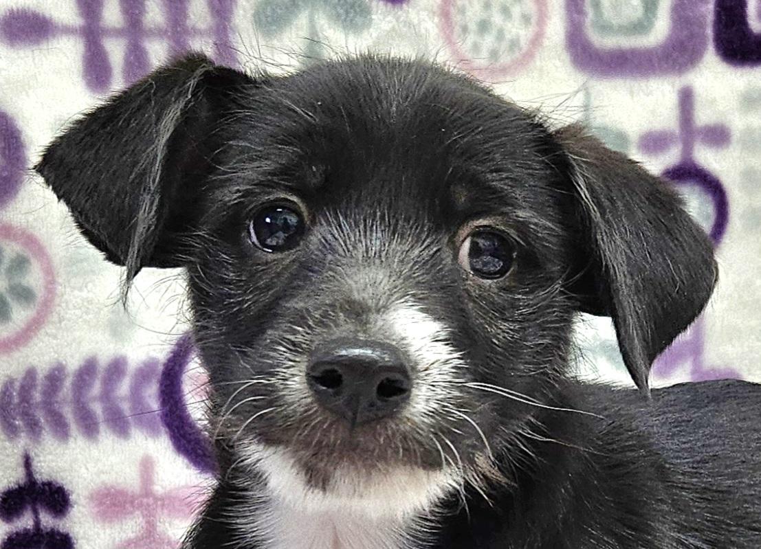 Enlarge Lilly Rose, a Adoptable mixed breed in Los Angeles, CA image 1/2