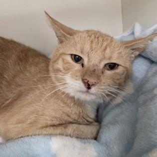 Norman, Adoptable, Adult Male Domestic Short Hair.