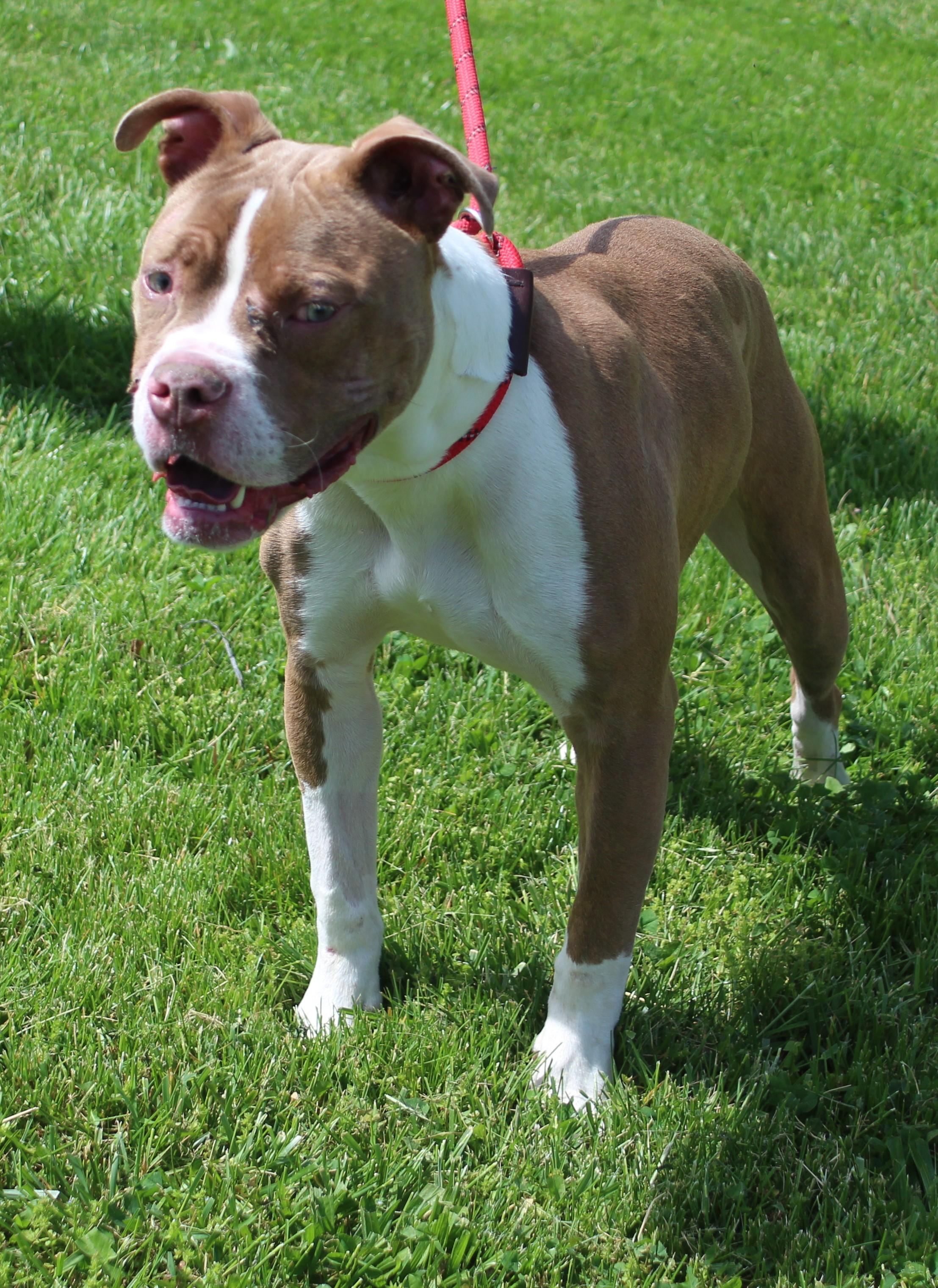 Enlarge Mufasa (11748), a ADOPTABLE mixed breed in Heath, OH image 1/3
