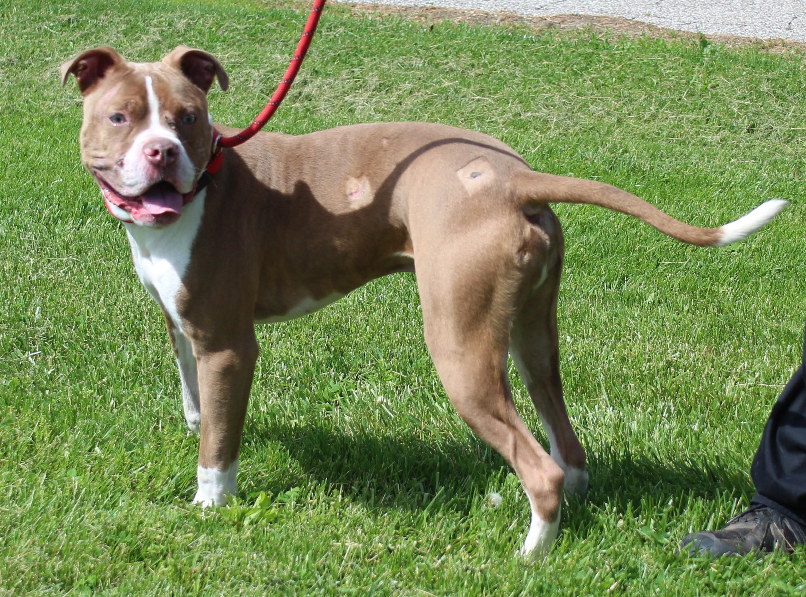 Enlarge Mufasa (11748), a ADOPTABLE mixed breed in Heath, OH image 2/3