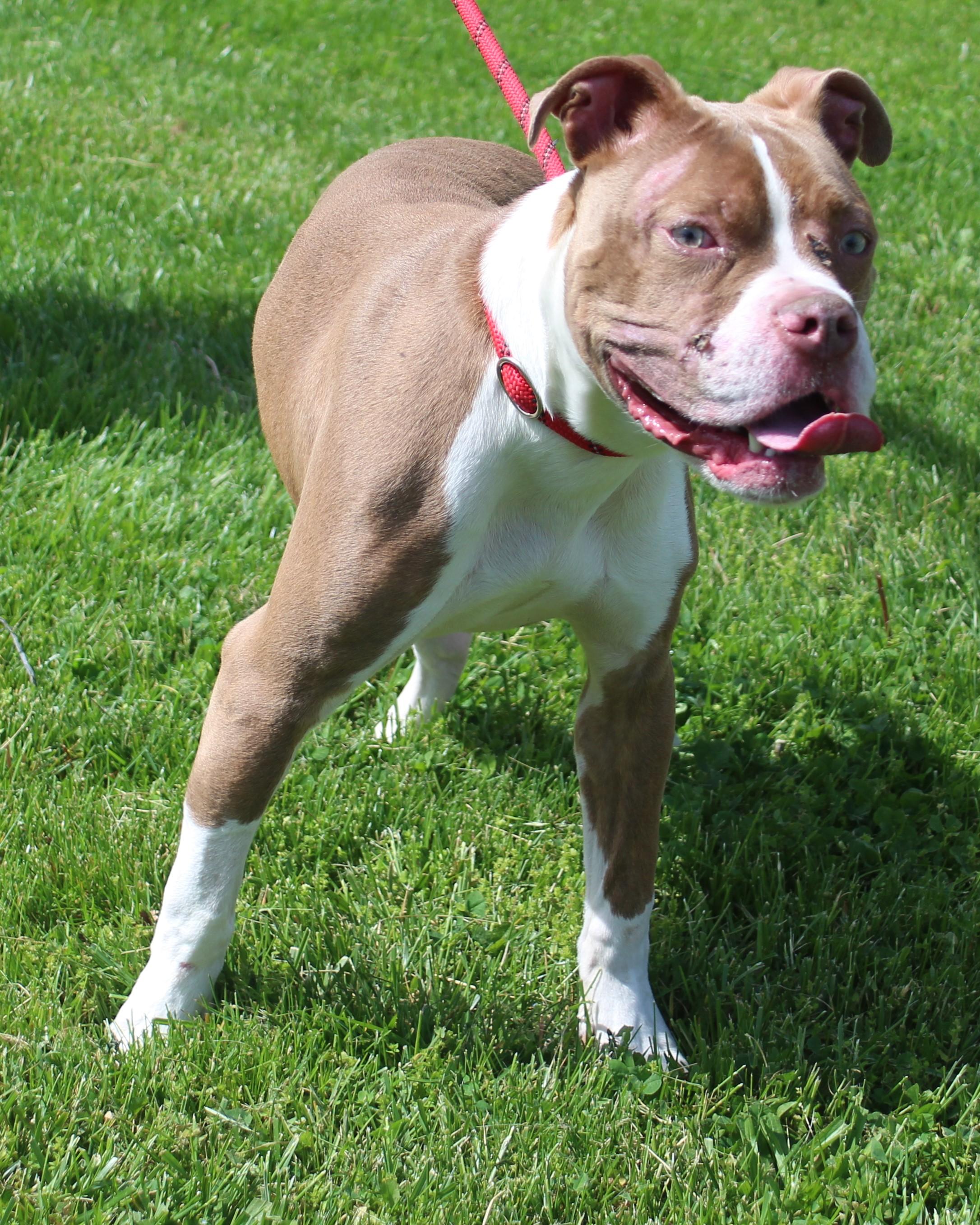 Enlarge Mufasa (11748), a ADOPTABLE mixed breed in Heath, OH image 3/3