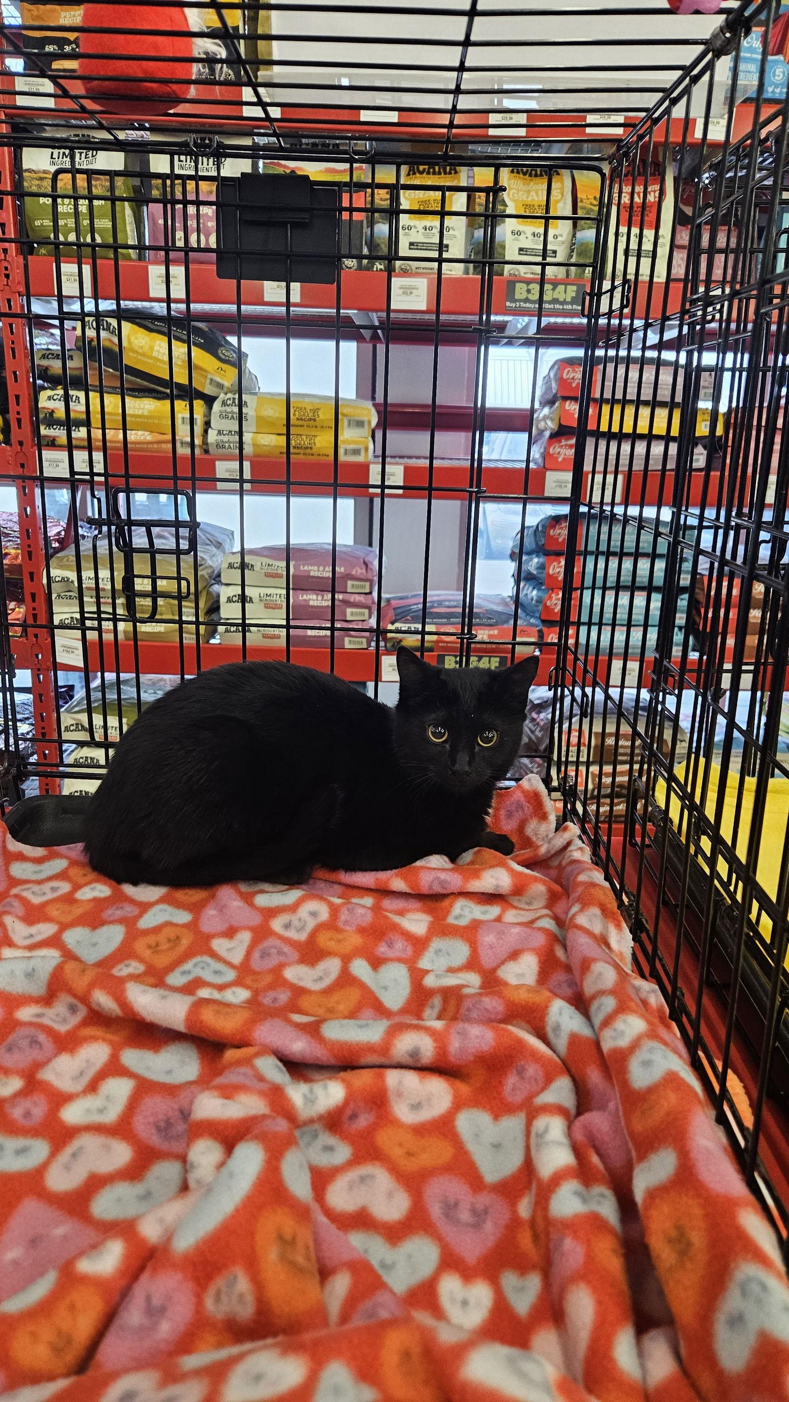 Enlarge Jewel, a Adoptable Domestic Short Hair in Antioch, CA image 2/2