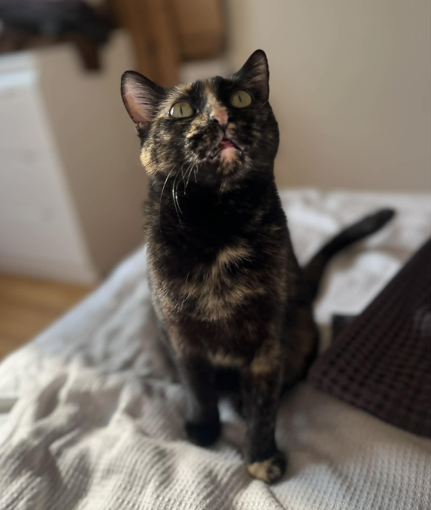 Murka, a ADOPTABLE Domestic Short Hair in New York, NY image 2/4
