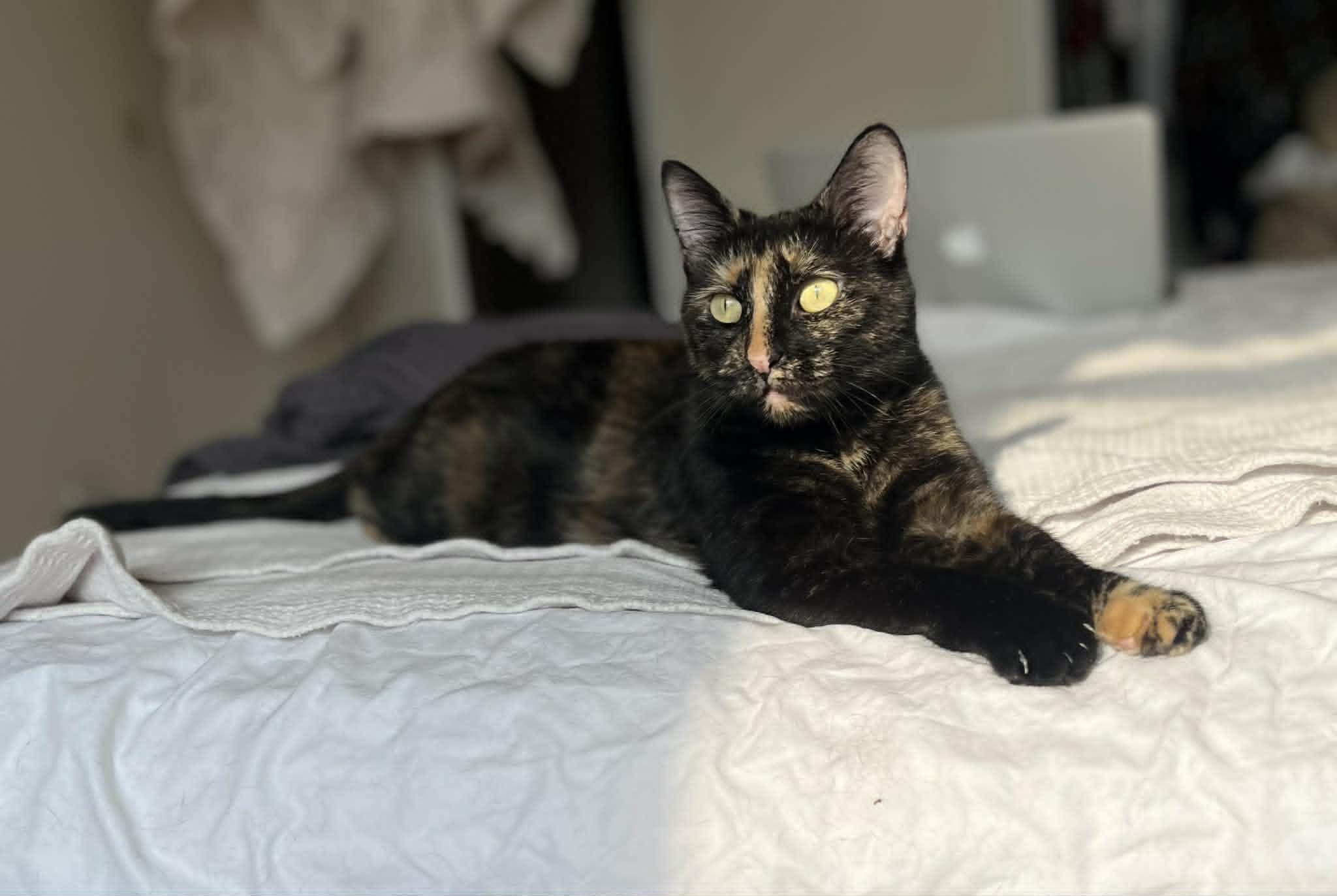 Murka, a ADOPTABLE Domestic Short Hair in New York, NY image 3/4