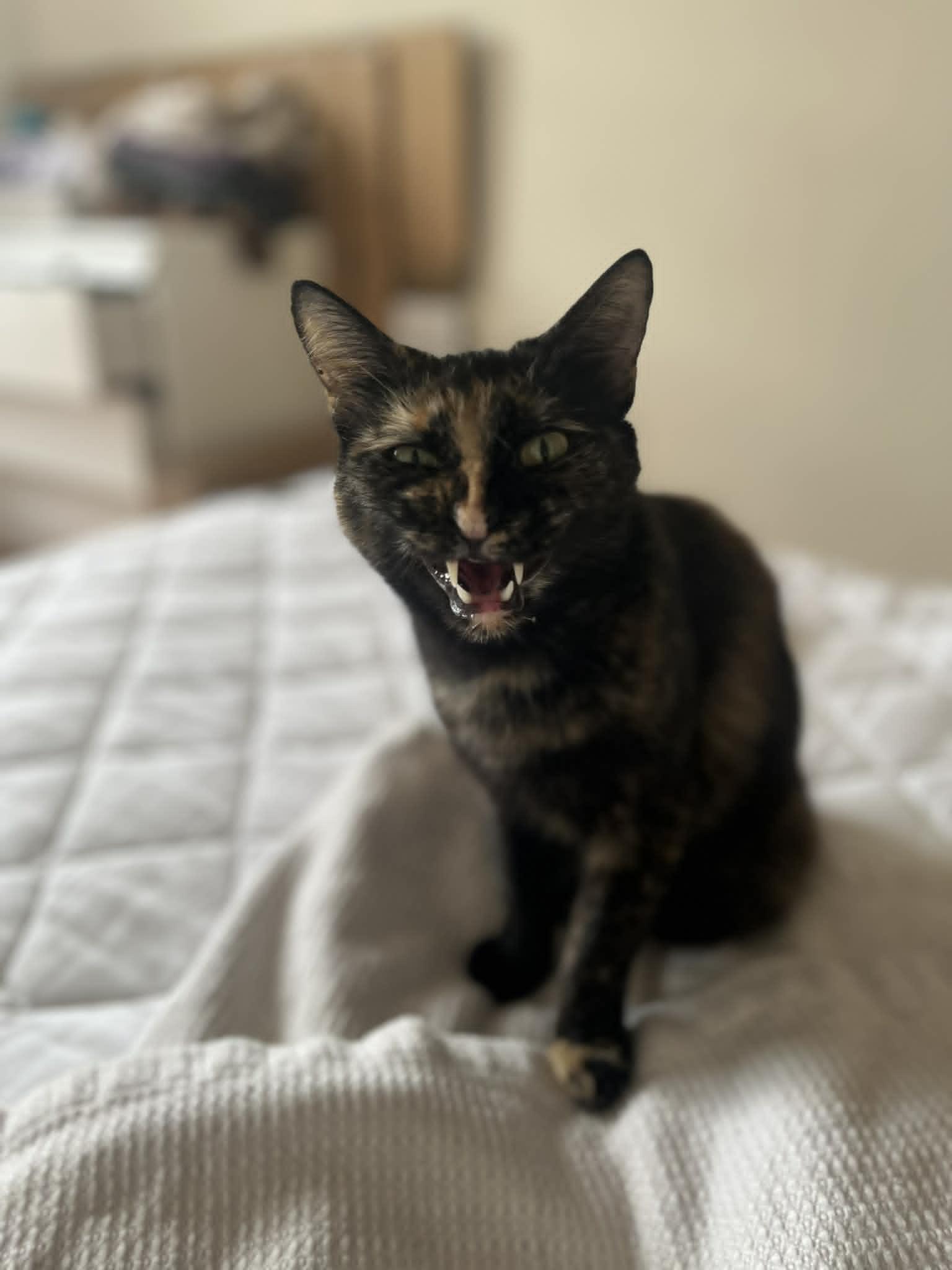 Murka, a ADOPTABLE Domestic Short Hair in New York, NY image 4/4