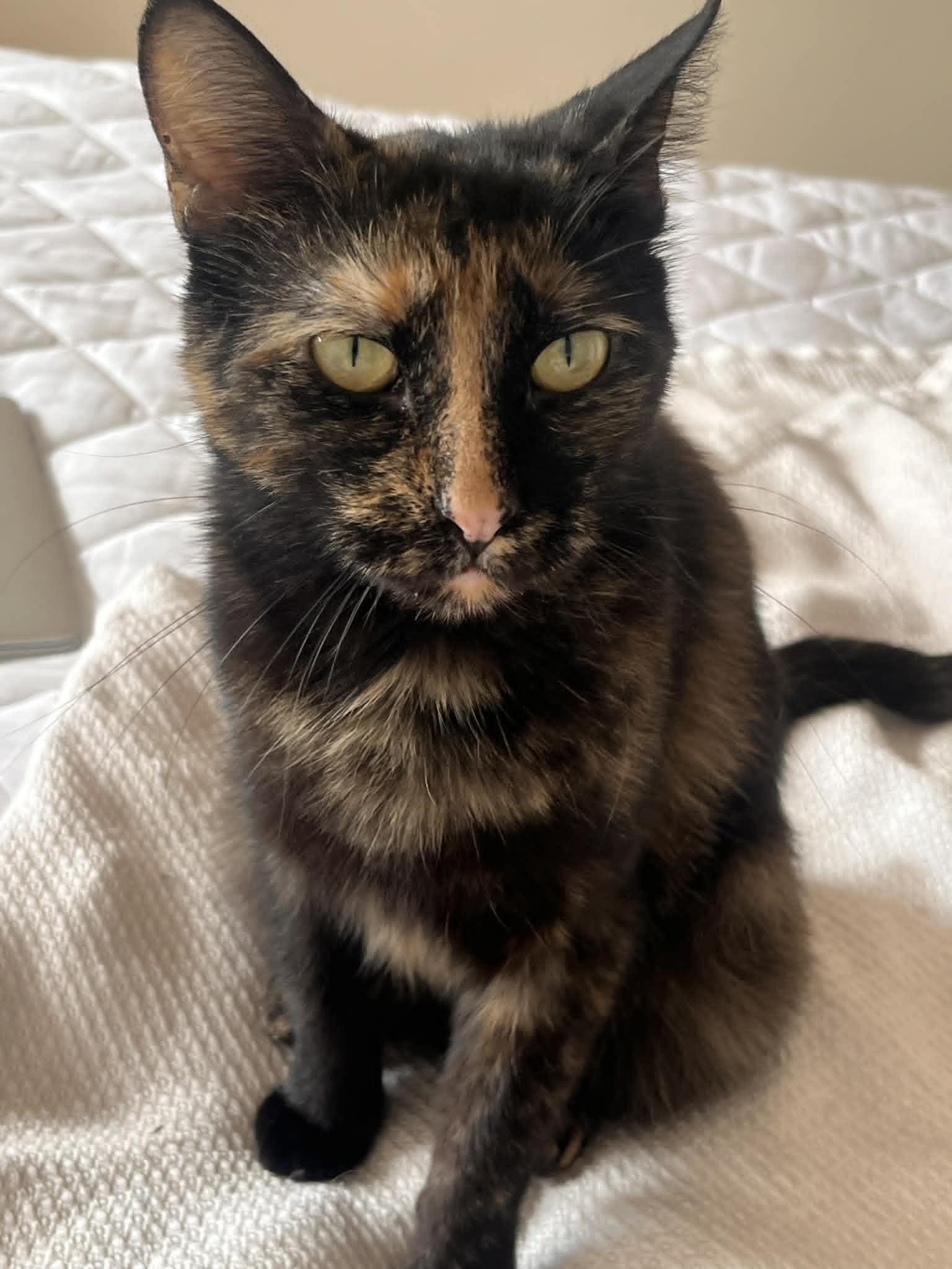 Murka, a ADOPTABLE Domestic Short Hair in New York, NY image 1/4