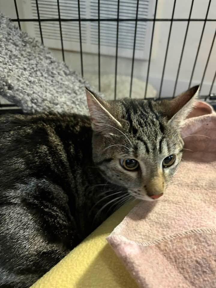 Enlarge Mama Pickle, a Adoptable Domestic Short Hair in Grand Rapids, MI image 2/3