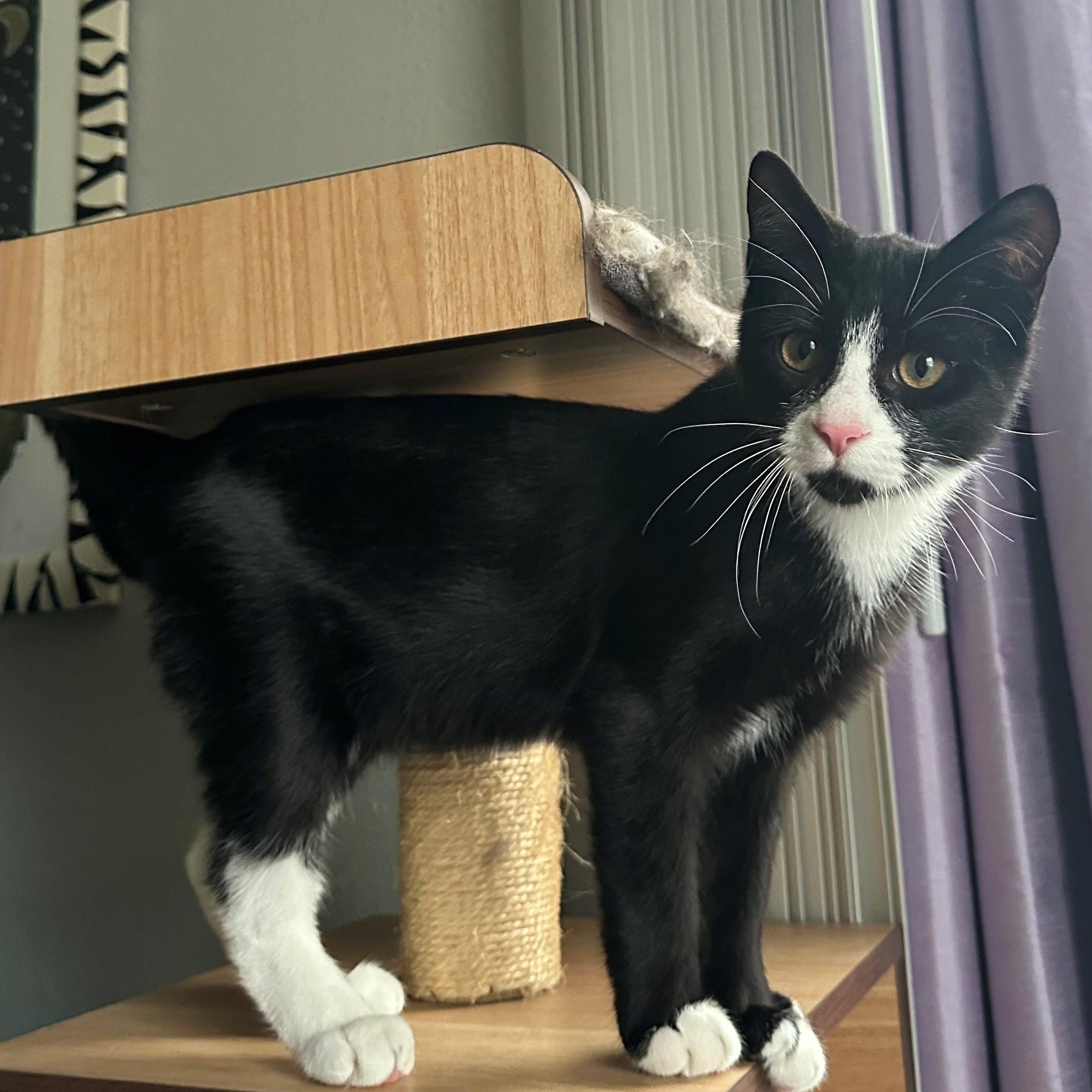 Walle, Adoptable, Young Male Tuxedo.