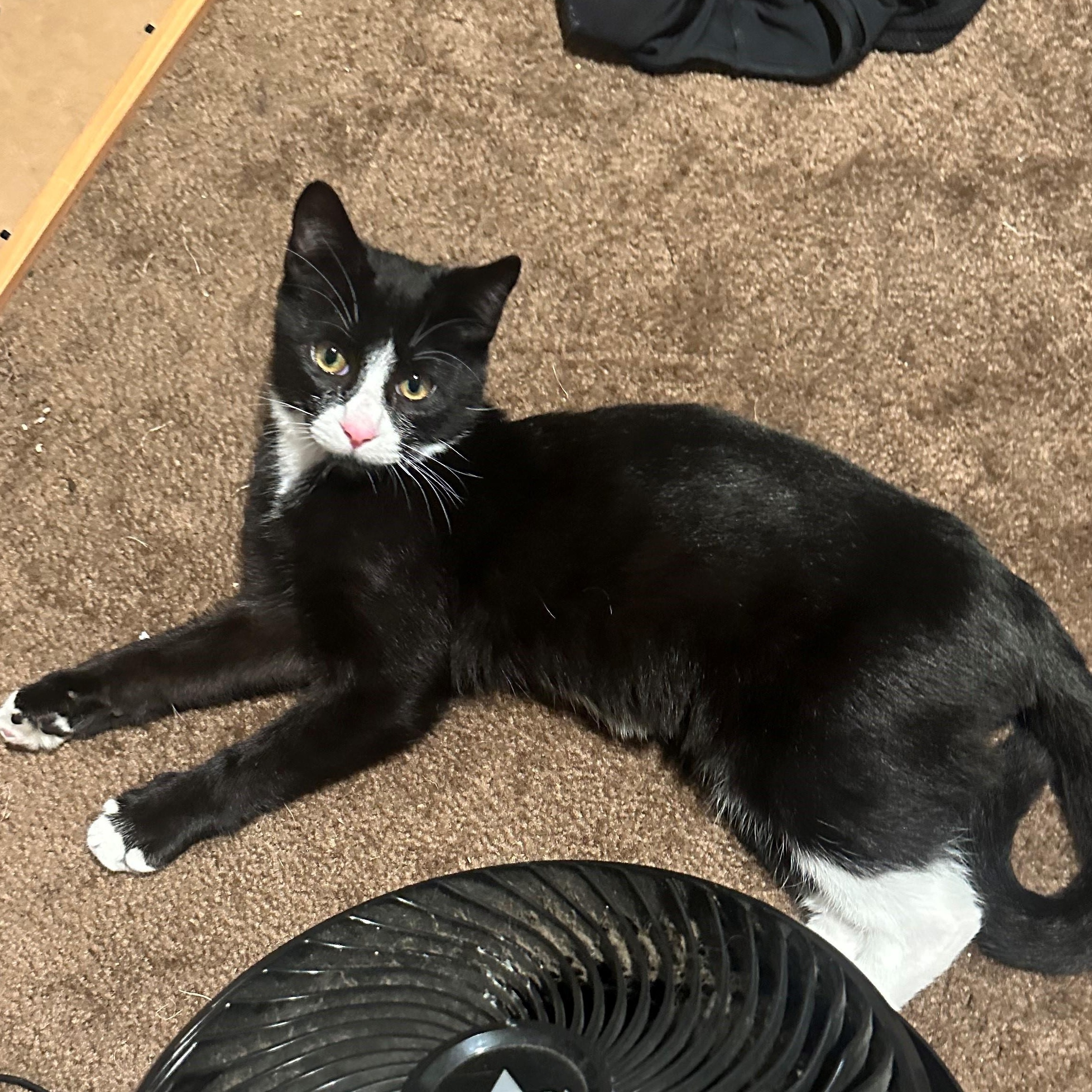 Walle, an adopted Tuxedo in Oakland, CA image 2/2