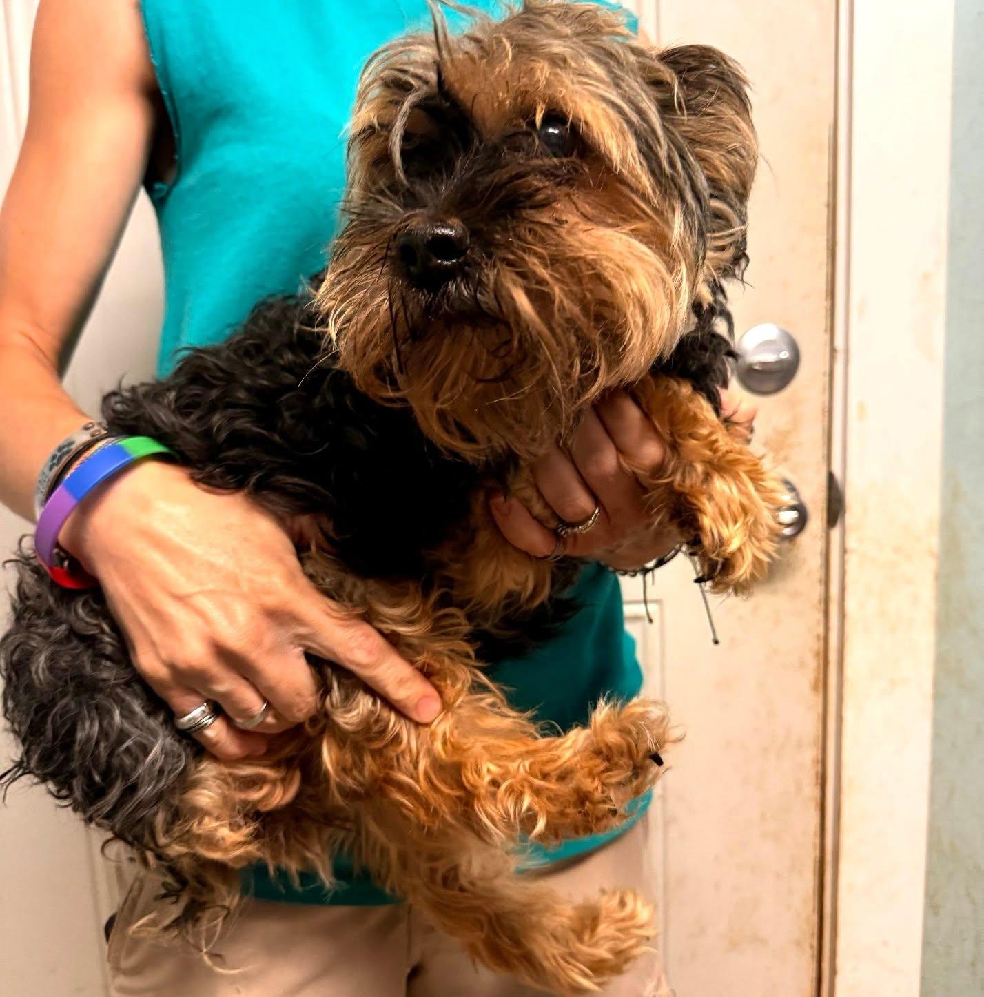 Enlarge Dolly, a ADOPTABLE Yorkshire Terrier in Metropolis, IL image 2/2