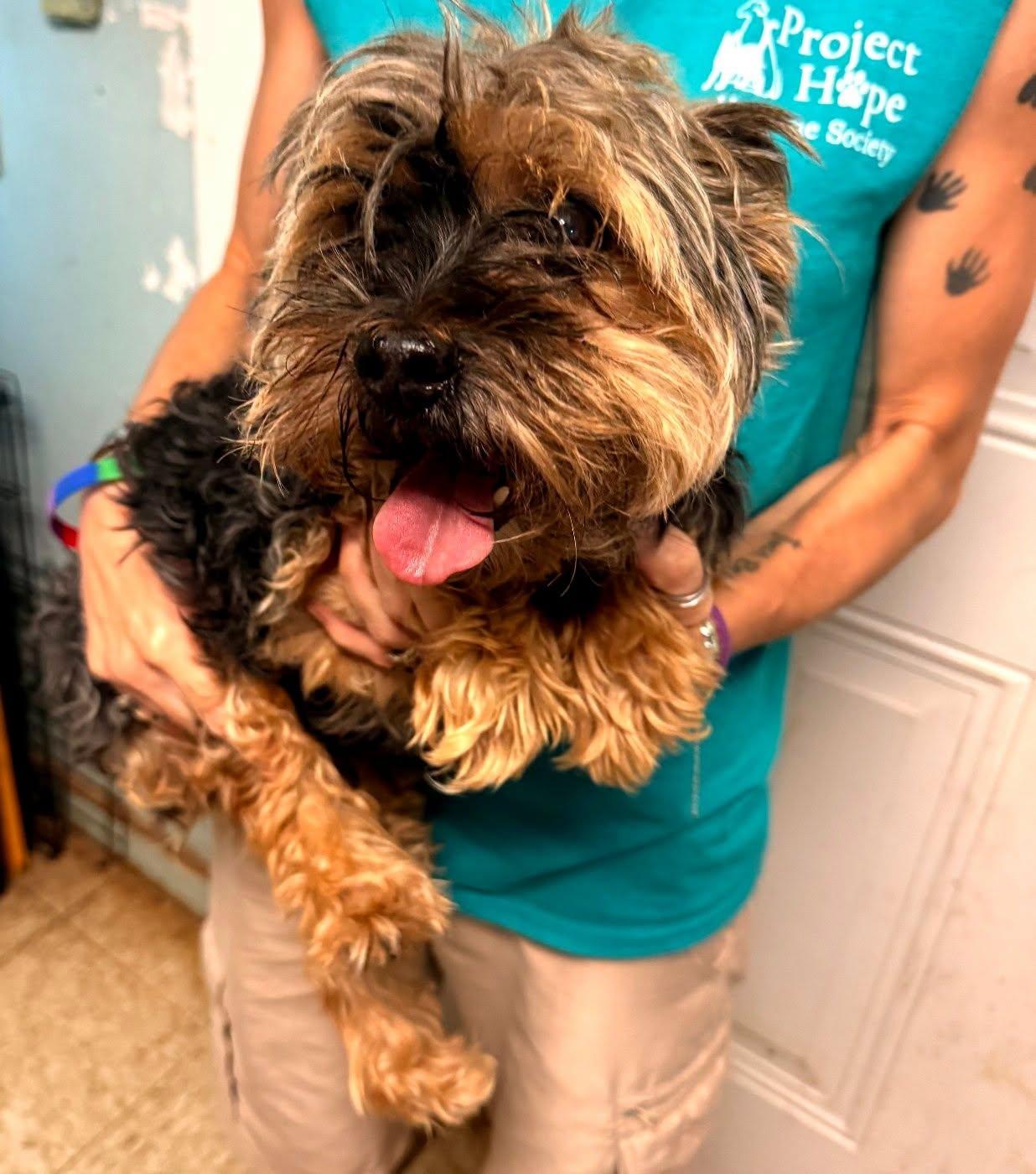 Dolly, ADOPTABLE, Senior Female Yorkshire Terrier.