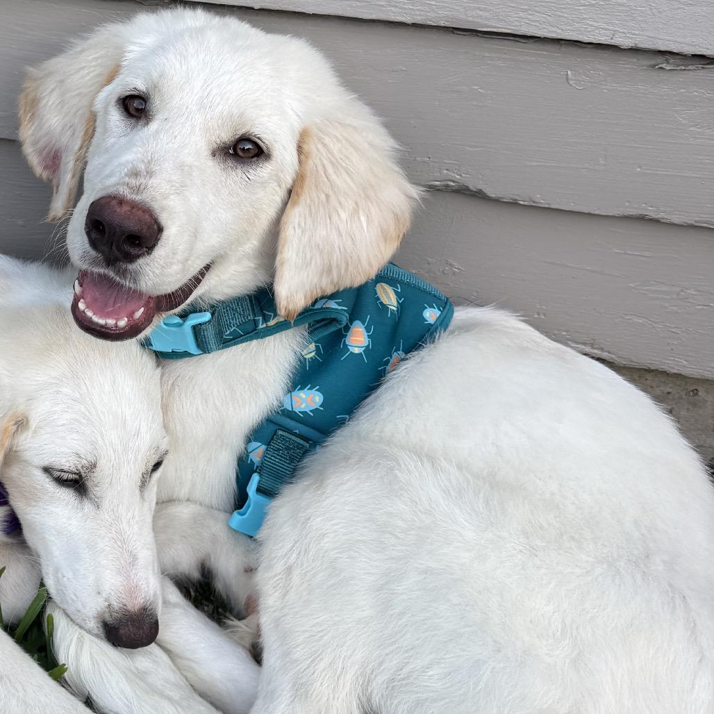 Lenny, a Adoptable Great Pyrenees in Waggaman, LA image 1/6