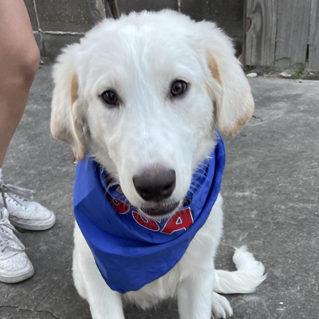 Lenny, a Adoptable Great Pyrenees in Waggaman, LA image 2/6