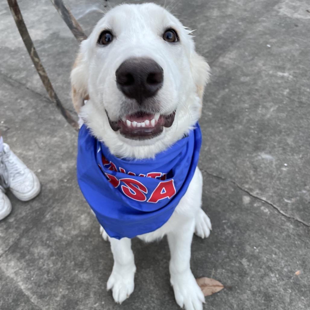 Lenny, a Adoptable Great Pyrenees in Waggaman, LA image 3/6
