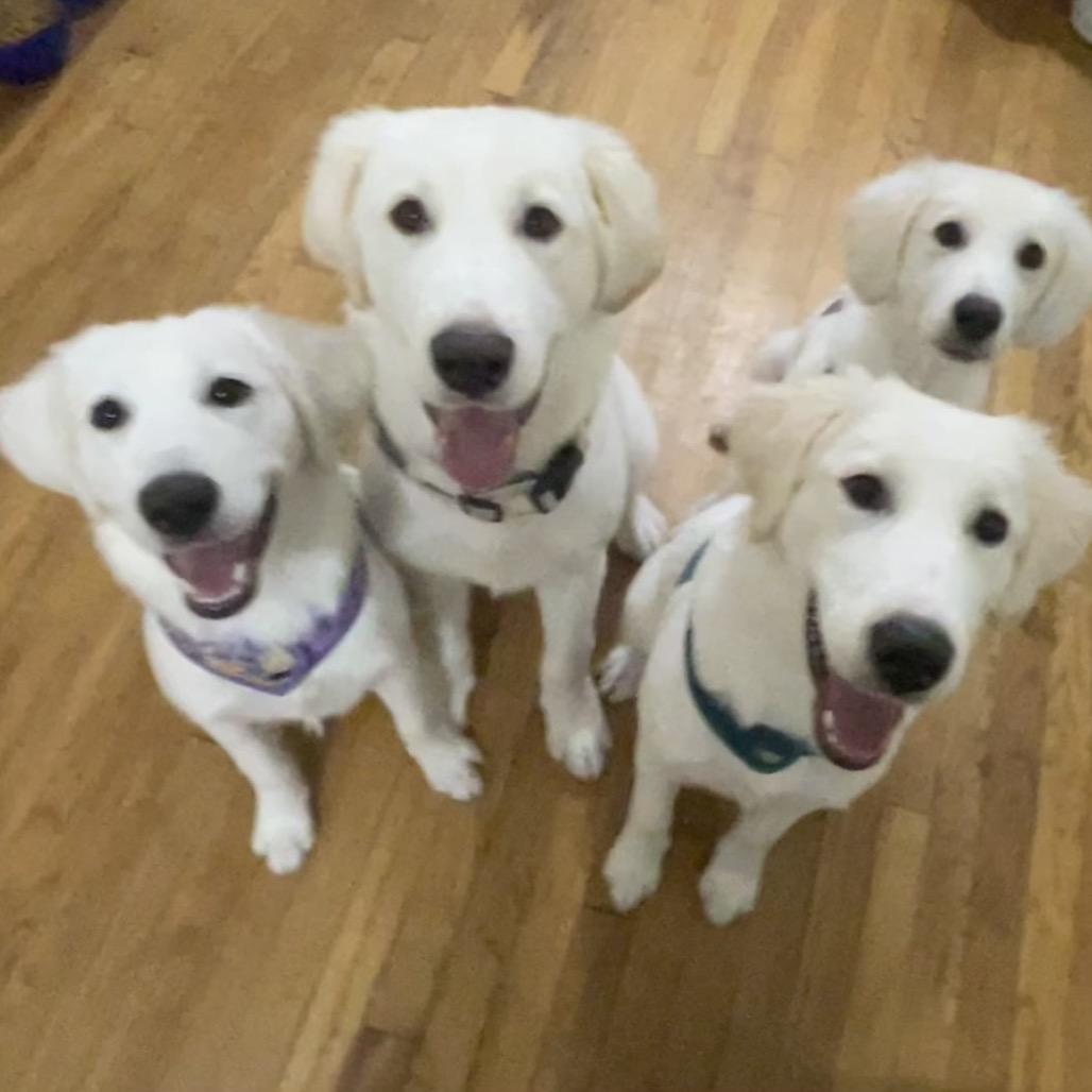 Enlarge Lenny, a Adoptable Great Pyrenees in Waggaman, LA image 2/6