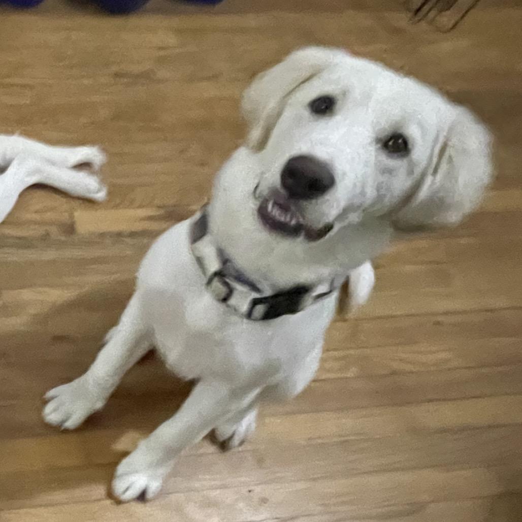Lenny, a Adoptable Great Pyrenees in Waggaman, LA image 4/6
