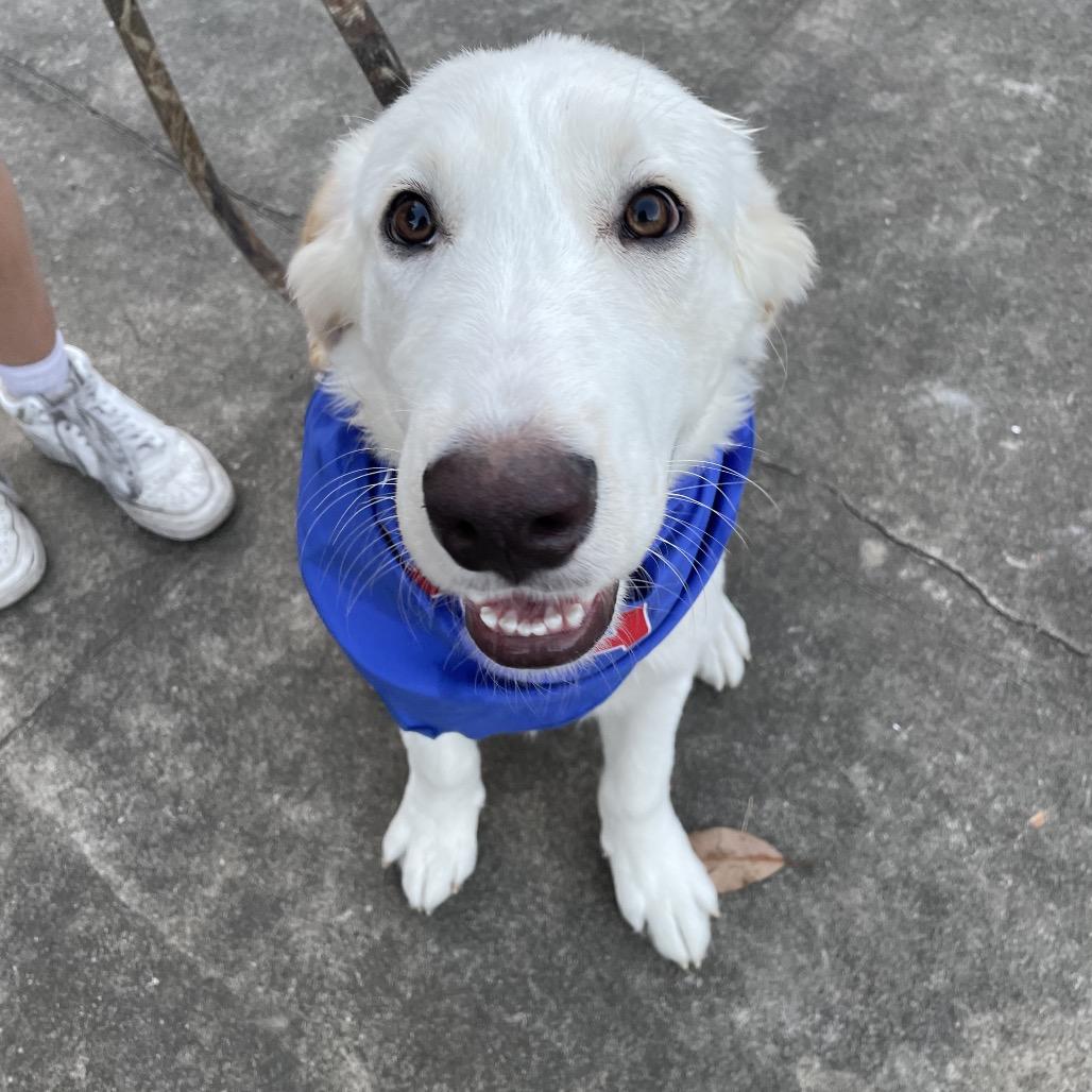 Lenny, a Adoptable Great Pyrenees in Waggaman, LA image 6/6