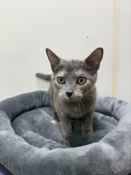 Wobbles - Affectionate, playful girl!, an adopted Domestic Short Hair in Oshkosh, WI image 1/2