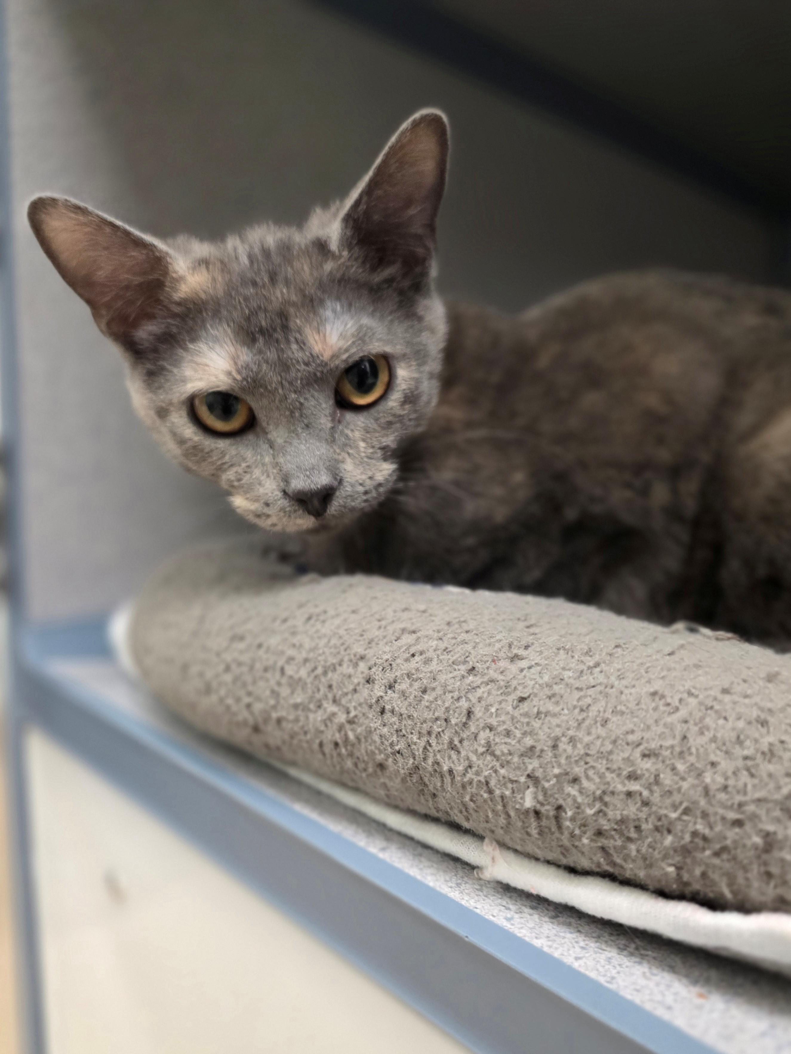 Wobbles - Affectionate, playful girl!, an adopted Domestic Short Hair in Oshkosh, WI image 2/2