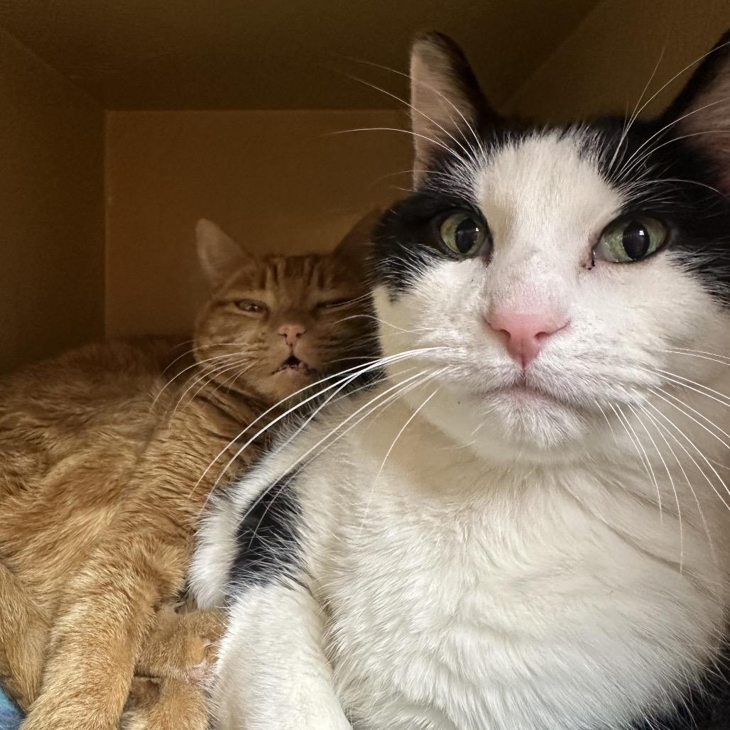 Po, Adoptable, Senior Male Domestic Medium Hair.