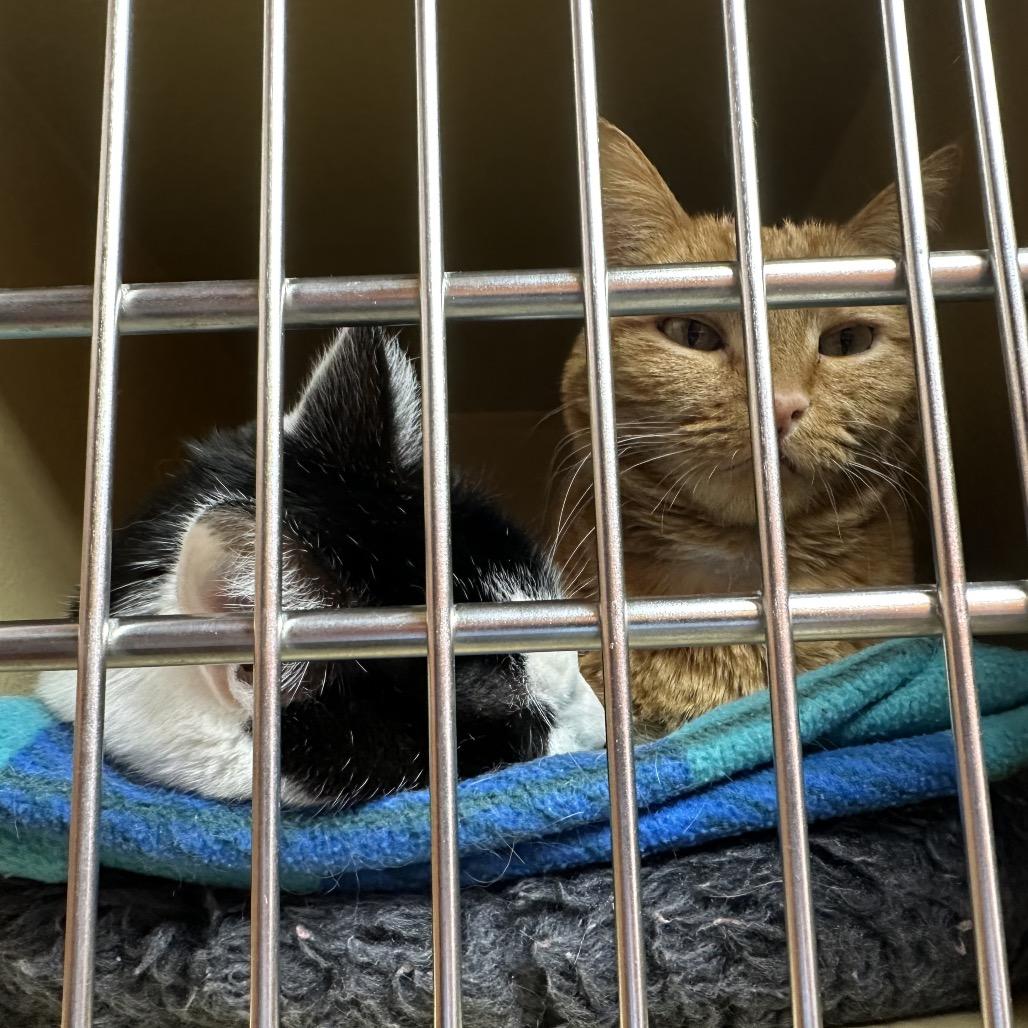 Enlarge Po, a Adoptable mixed breed in Spokane, WA image 2/6