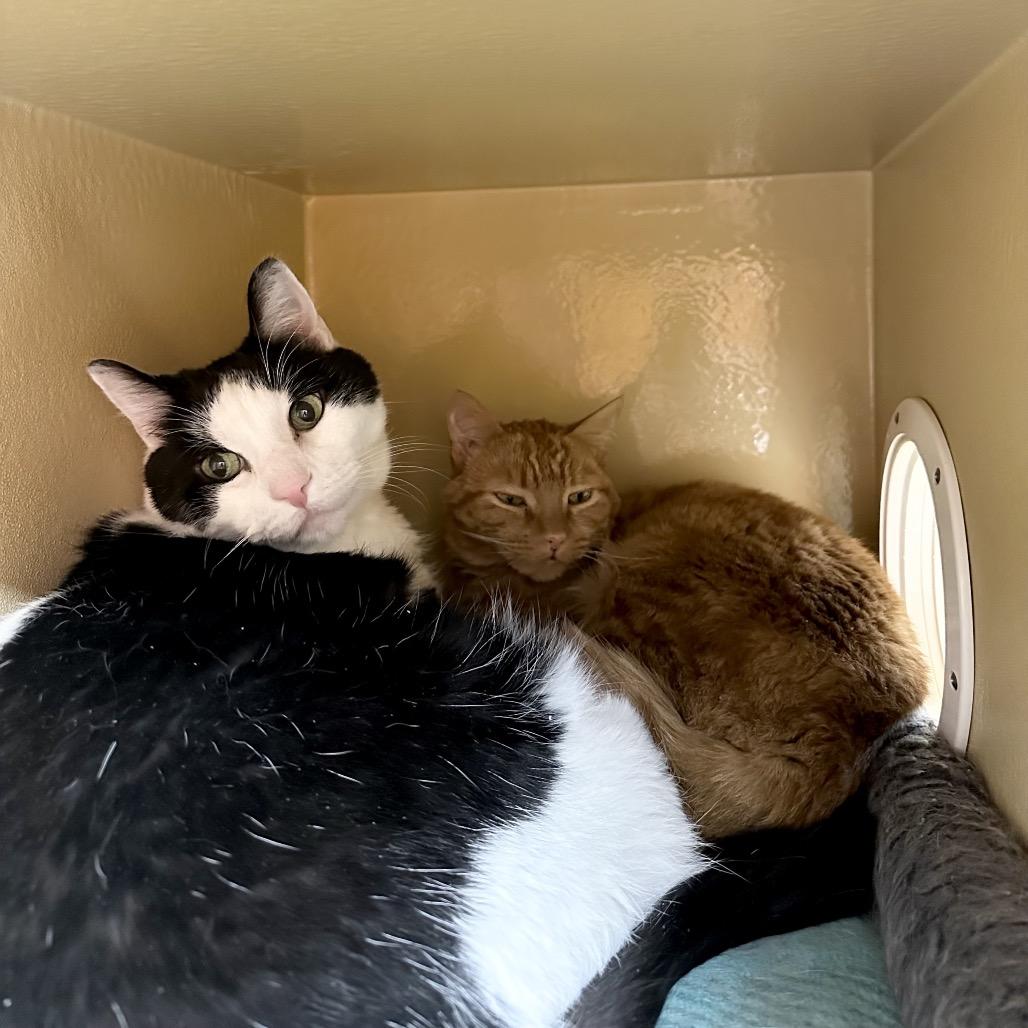 Enlarge Po, a Adoptable mixed breed in Spokane, WA image 4/6