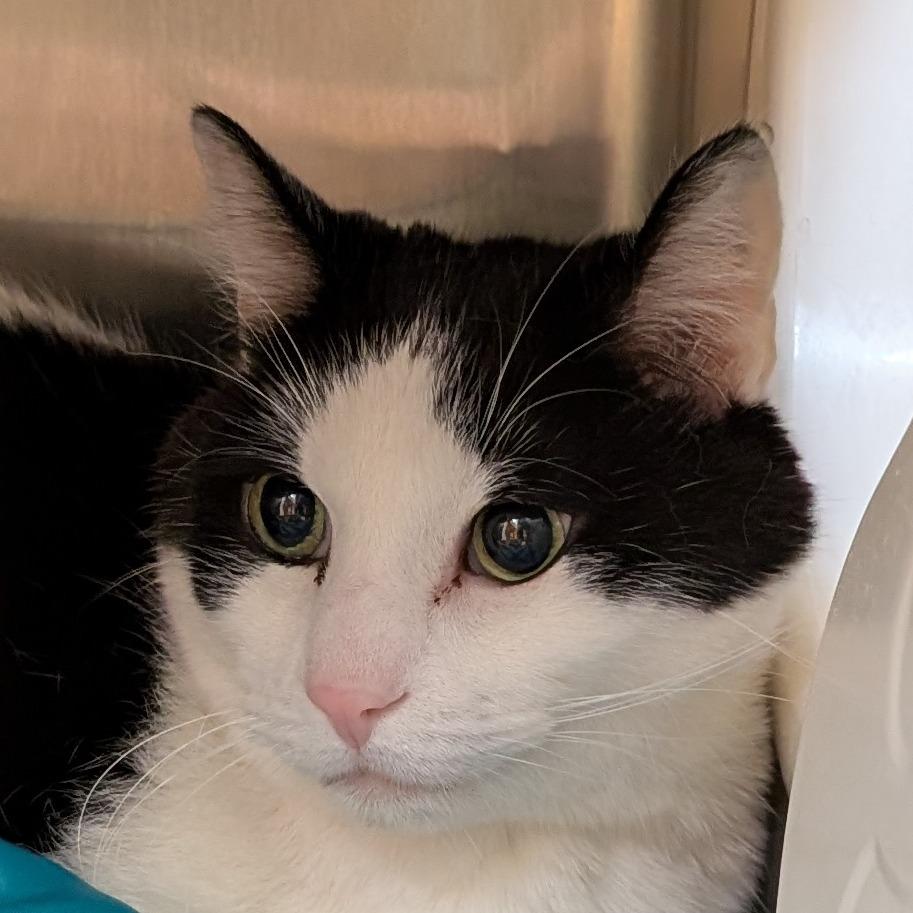 Enlarge Po, a Adoptable mixed breed in Spokane, WA image 6/6