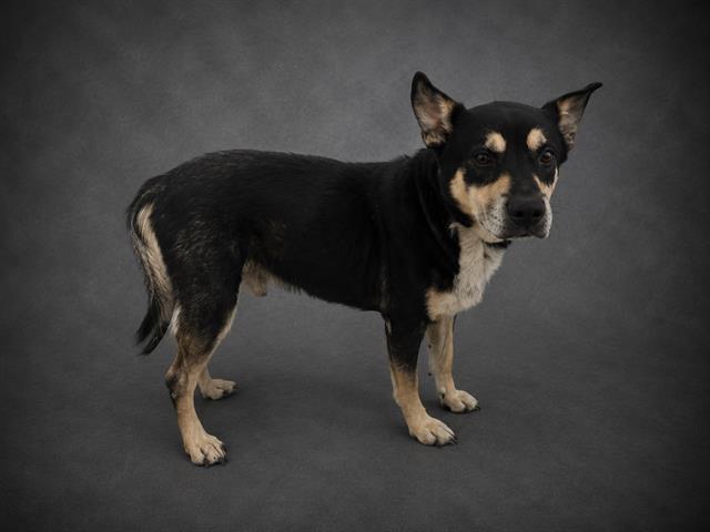 MAKO, Adoptable, Adult Male Australian Kelpie & Mixed Breed.