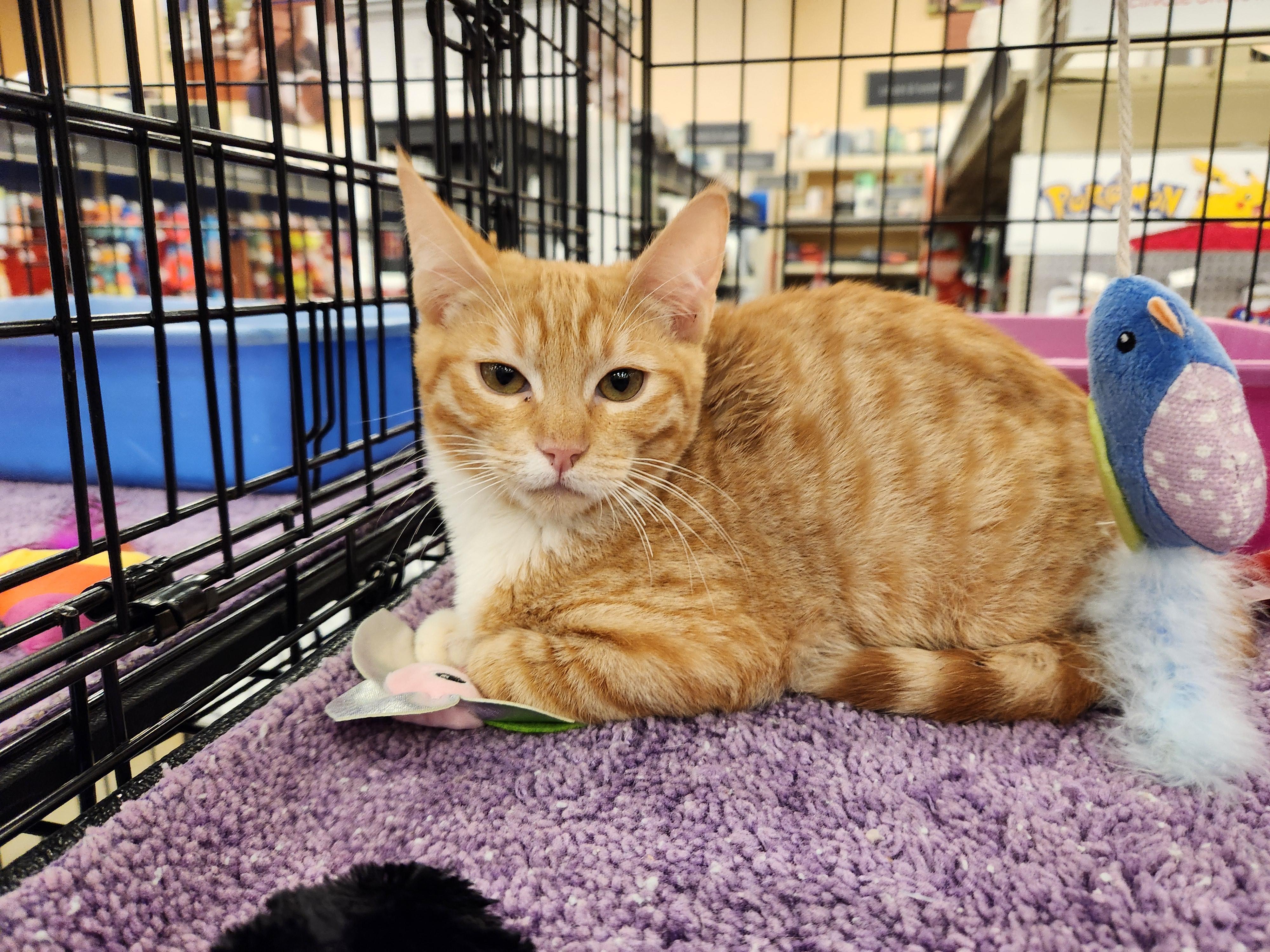 Alani, a Adoptable Domestic Short Hair in Buena Park, CA image 1/3