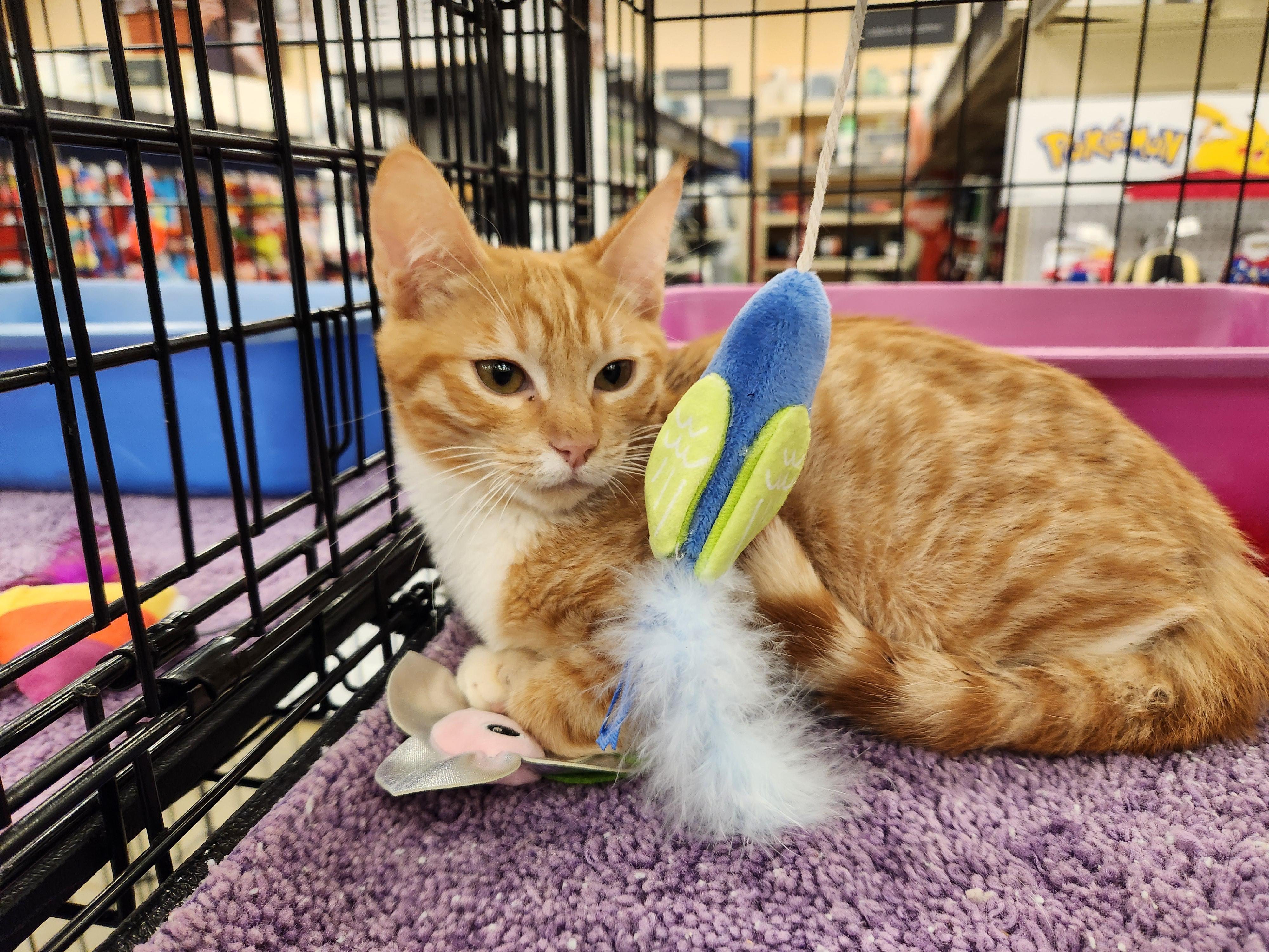 Alani, a Adoptable Domestic Short Hair in Buena Park, CA image 2/3