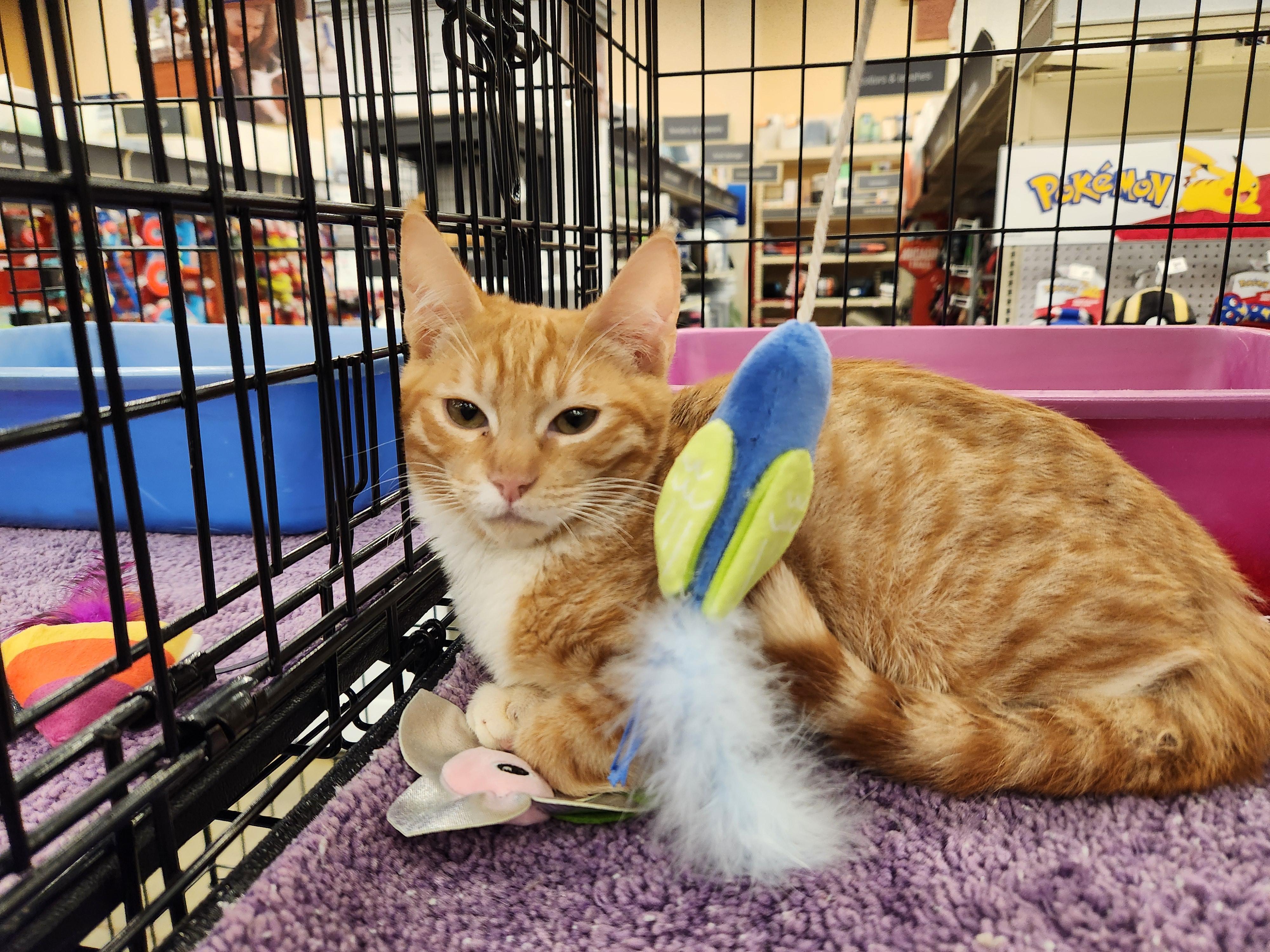 Alani, a Adoptable Domestic Short Hair in Buena Park, CA image 3/3