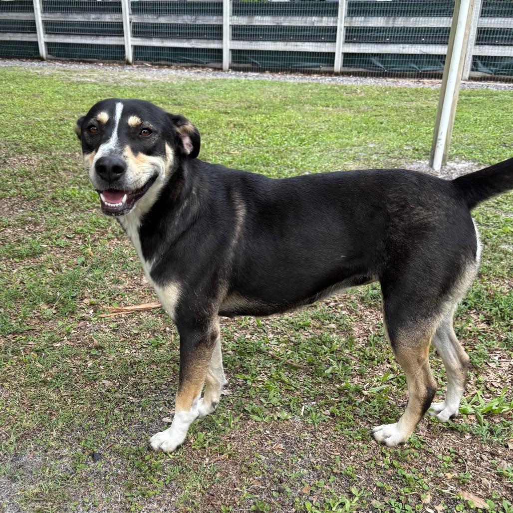 PIPER, a Adoptable mixed breed in Wellington, FL image 1/6