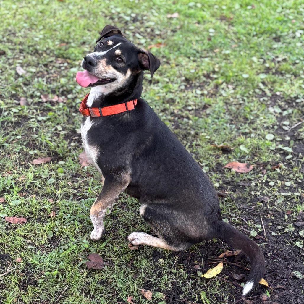 Enlarge PIPER, a Adoptable mixed breed in Wellington, FL image 2/6