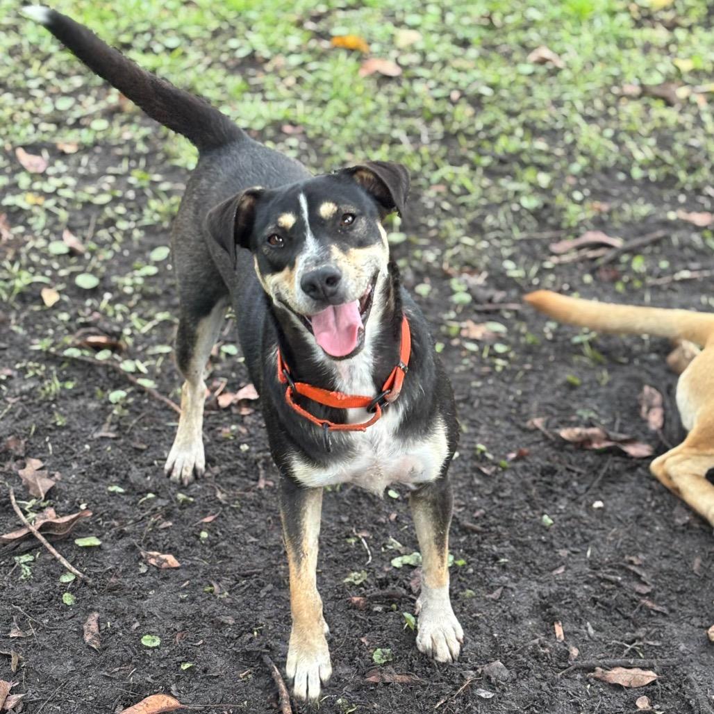 Enlarge PIPER, a Adoptable mixed breed in Wellington, FL image 3/6
