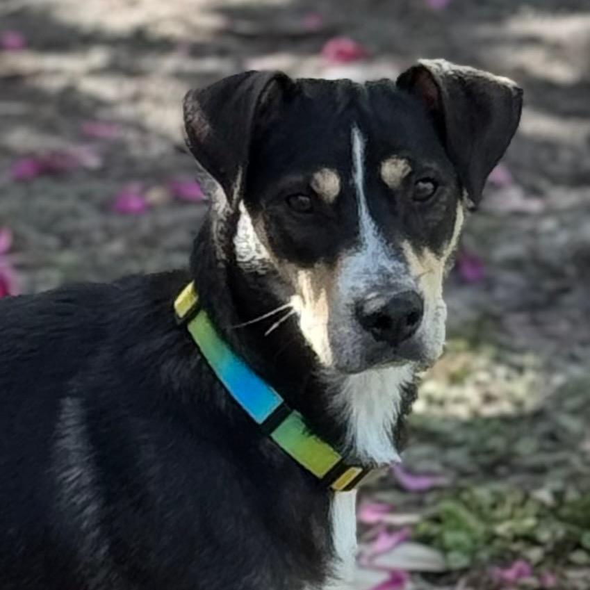 PIPER, Adoptable, Adult Female Pit Bull Terrier & Husky.