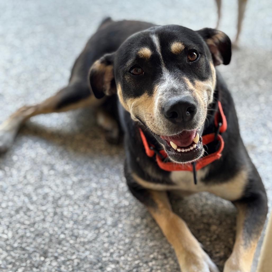 Enlarge PIPER, a Adoptable mixed breed in Wellington, FL image 4/6