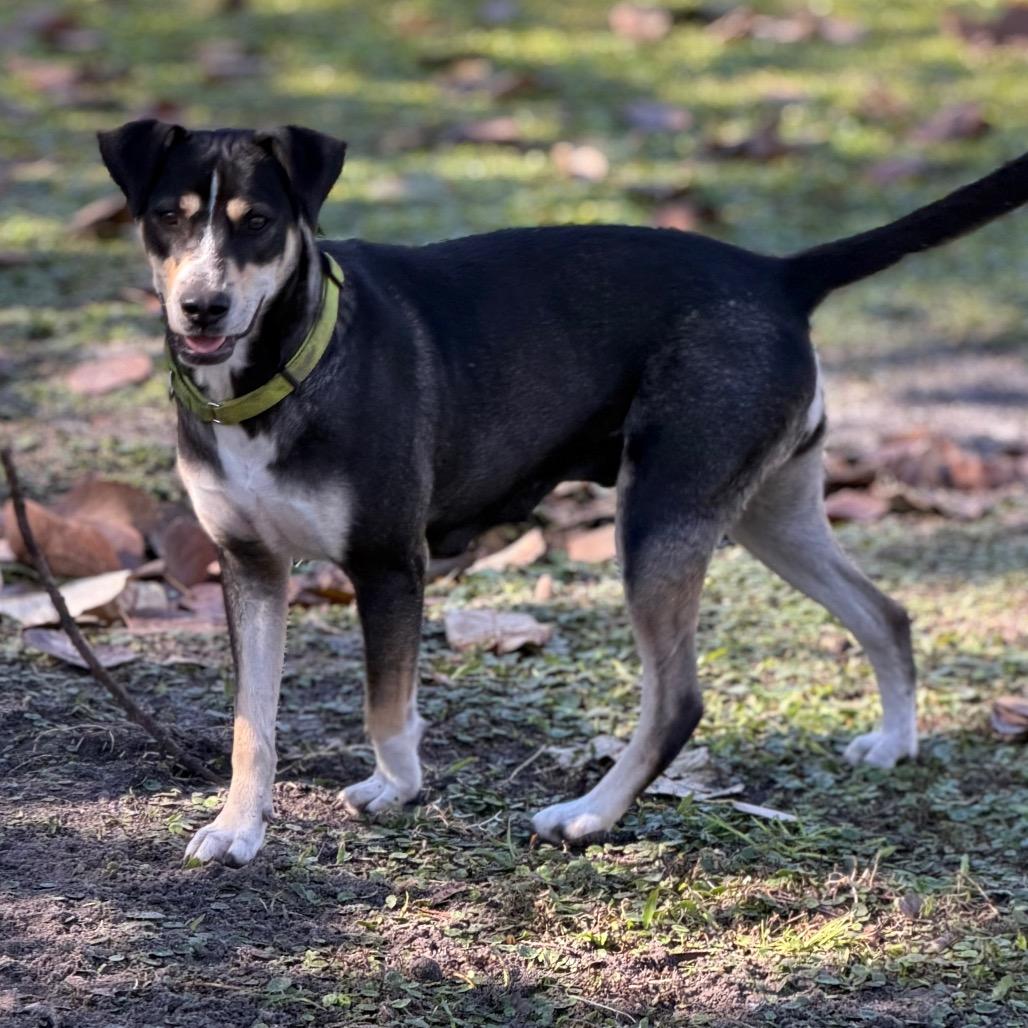 Enlarge PIPER, a Adoptable mixed breed in Wellington, FL image 3/3