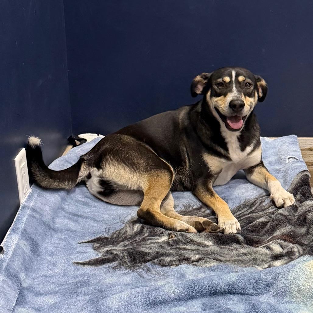 PIPER, a Adoptable mixed breed in Wellington, FL image 4/6