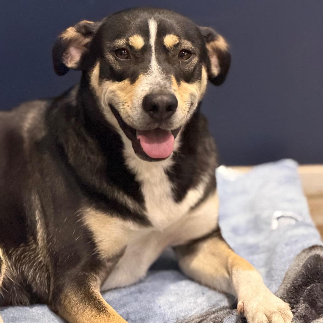 PIPER, a Adoptable mixed breed in Wellington, FL image 5/6