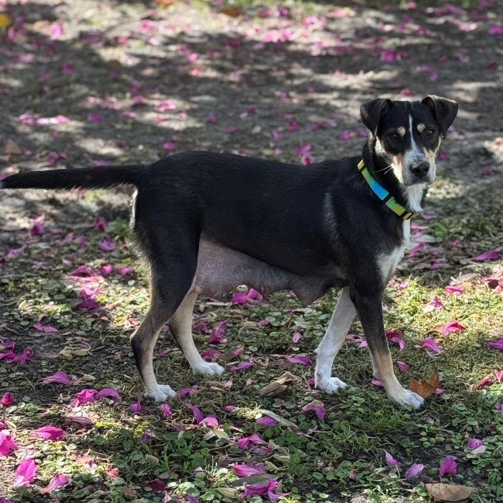 Enlarge PIPER, a Adoptable mixed breed in Wellington, FL image 1/1